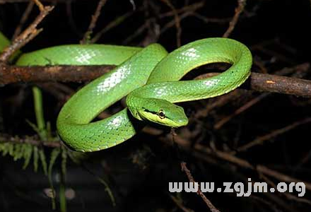 蛇咬梦吉兆解析插图