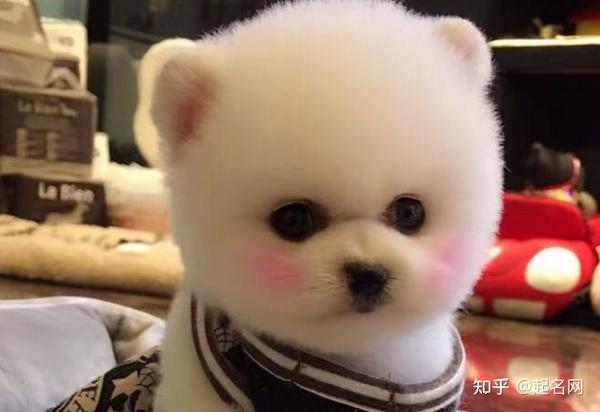 狗狗名字精选，，霸气网红犬名如狂狼、雷霆霸业等，结合宠物性格与主人喜好挑选最佳。取名避免过于黑社会风格或伟人姓名，注重呼唤语气和易于发音的原则至关重要。插图