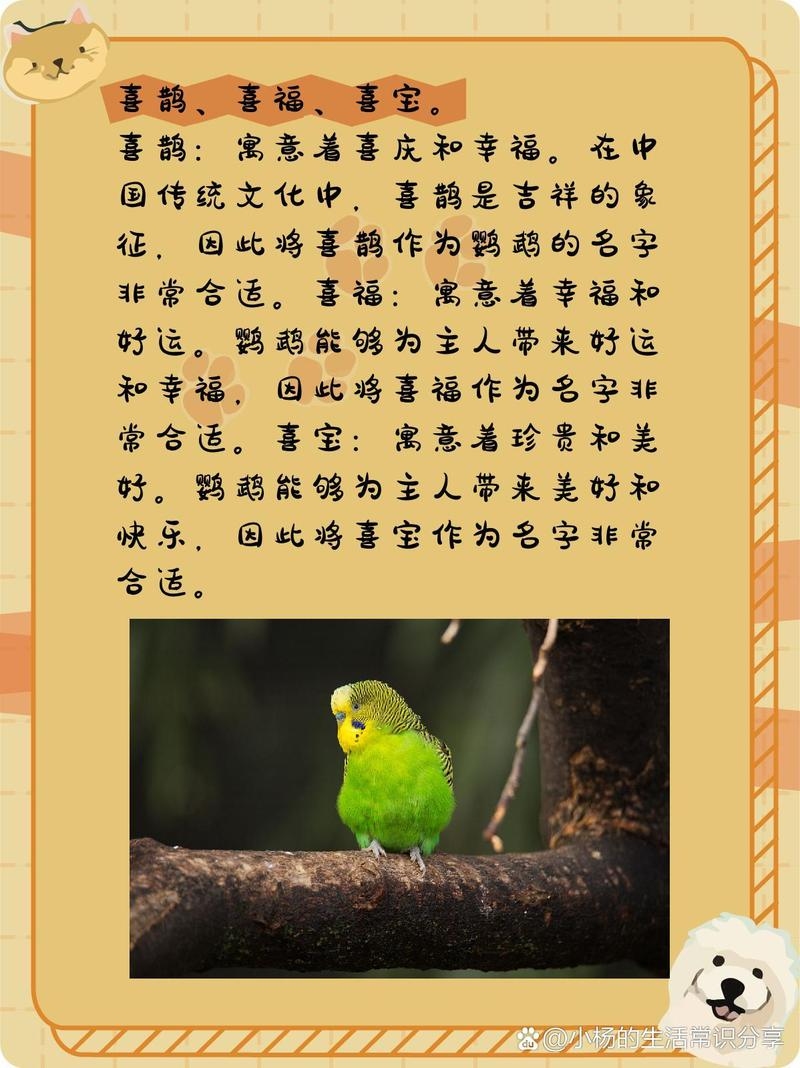 鹦鹉名字创意集锦插图