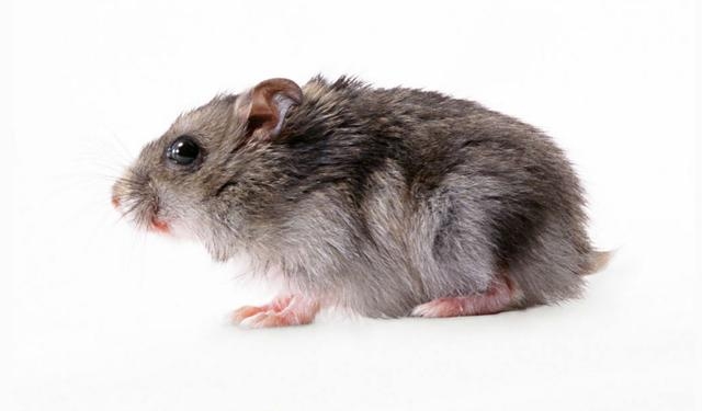 84年属鼠人的三大劫难，事业危机、财运大劫与婚姻考验解析插图