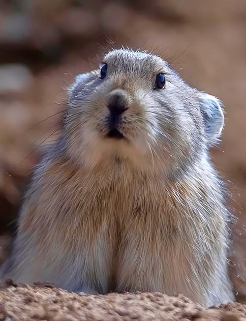 胆小怕事的生肖,鼠、兔最明显。插图 胆小怕事的生肖,鼠、兔最明显。插图