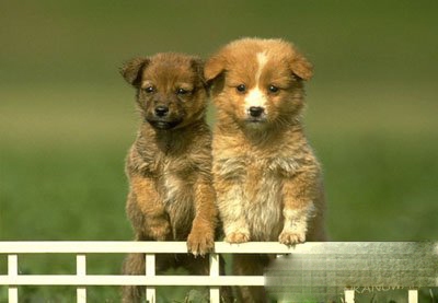 属狗人出生月命运解析，事业发展、财运及人生运势，建议，属狗人的最佳出生月份，事业顺利财富亨通！插图