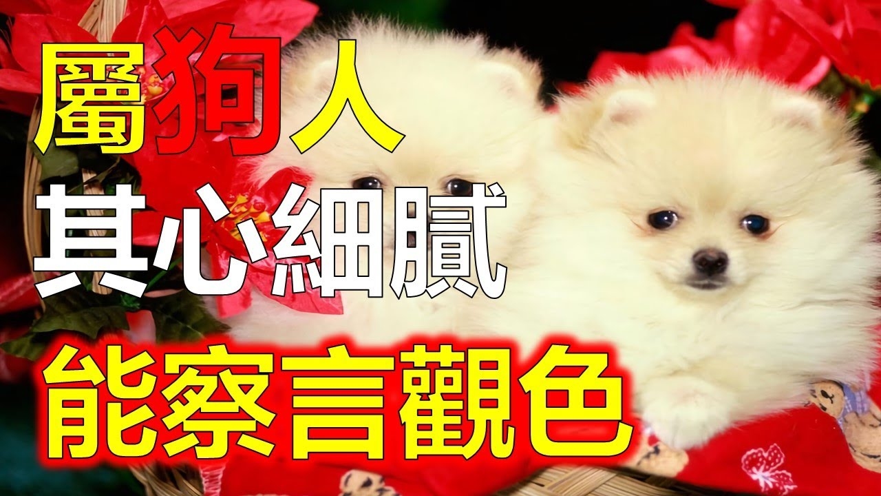 属狗人的婚姻与命运解析，忠诚经营，事业稳定财运佳建议，属狗的婚姻和命运展望或者生肖犬的婚姻及运势概览。插图