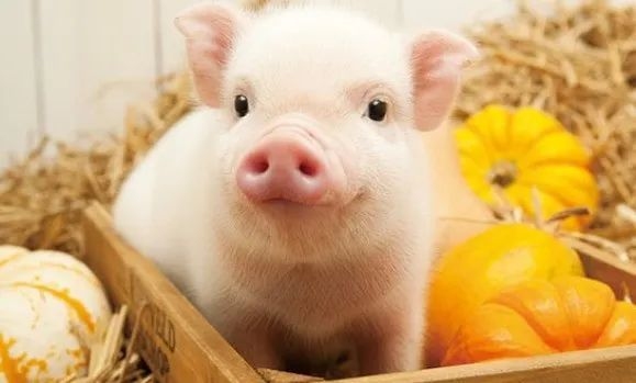 属猪人2021年下半年运势及运程插图