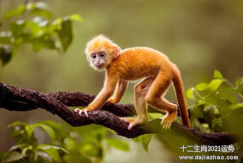 属猴人2021年下半年运势及运程概览插图