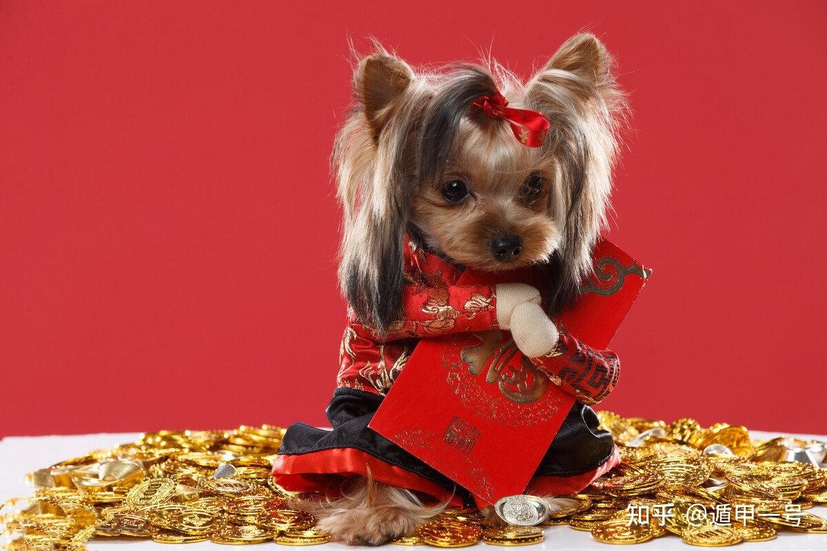 属狗人2021年下半年运势及运程插图