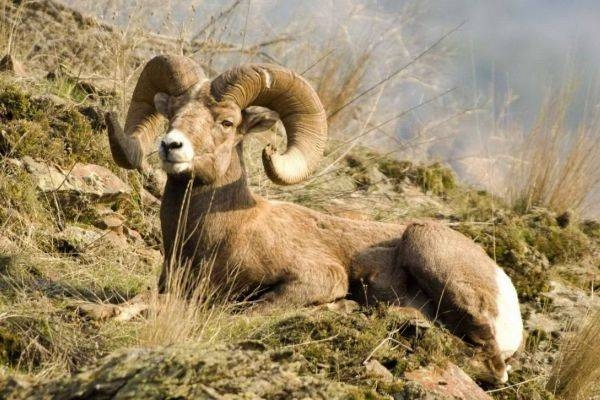 属羊人一生最旺3大生肖搭档，马、兔和牛，属马人，与属羊性格互补，共同助力事业稳定和谐。，属兔人，能显著提升属羊运势，合作中默契十足。，属牛人，稳重耐心助属羊决策明智，共创双赢局面。插图