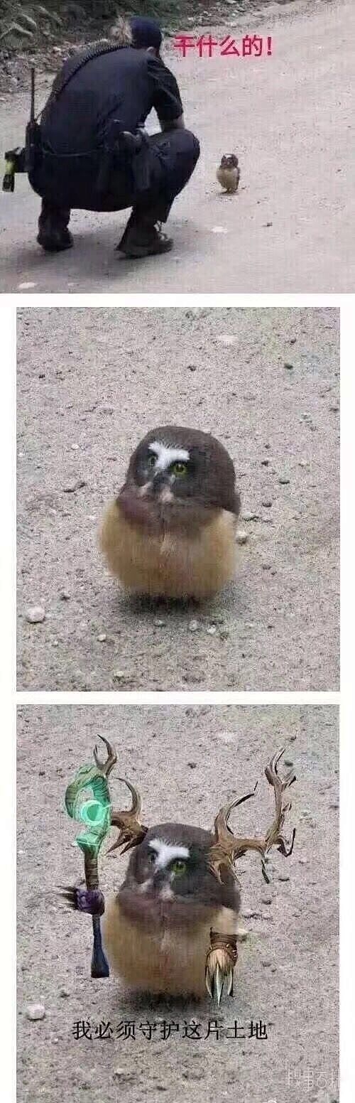 魔兽世界德鲁伊名字推荐插图