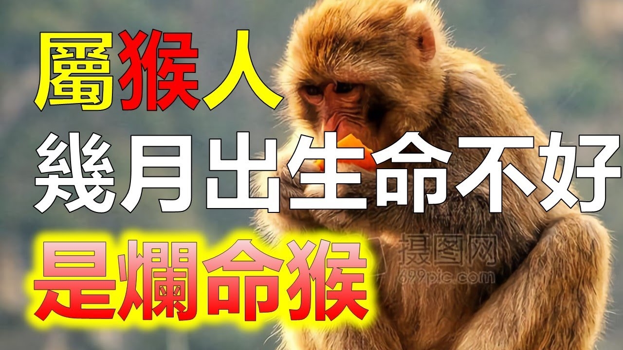 疯癫生肖猴，活泼好动，行为难以预料插图