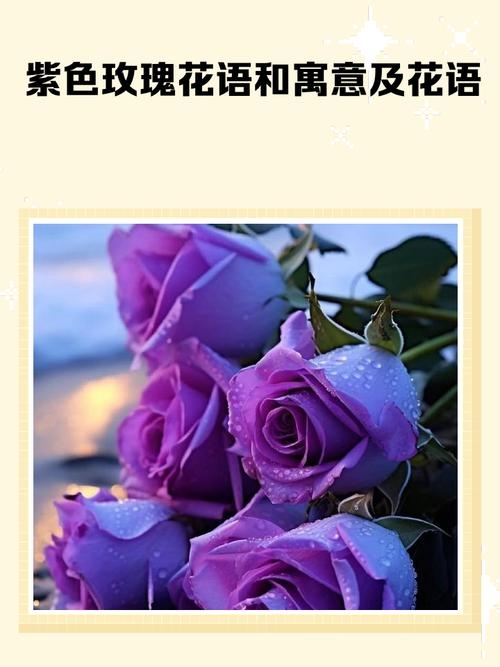 紫玫瑰的花语,梦幻浪漫,珍贵独特之爱插图 紫玫瑰的花语,梦幻浪漫,珍贵独特之爱插图