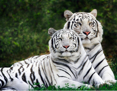 铜筋铁骨猜一生肖，生肖牛、虎或龙？插图