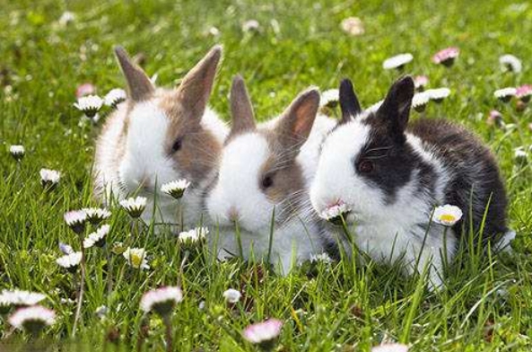 属兔性格特点插图