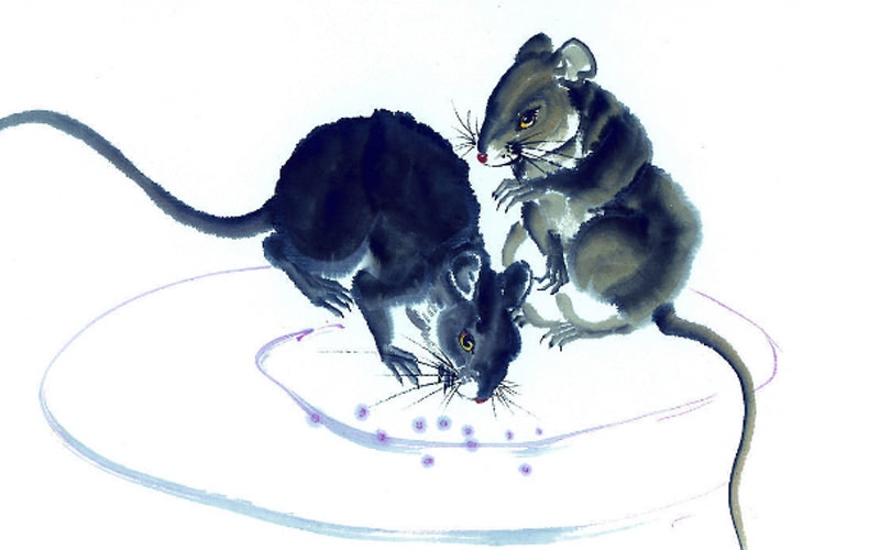 凿壁偷光的生肖是鼠，习性与故事吻合，代表勤奋与机智。插图