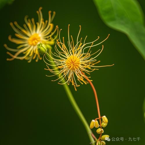 兔丝燕麦生肖龙插图