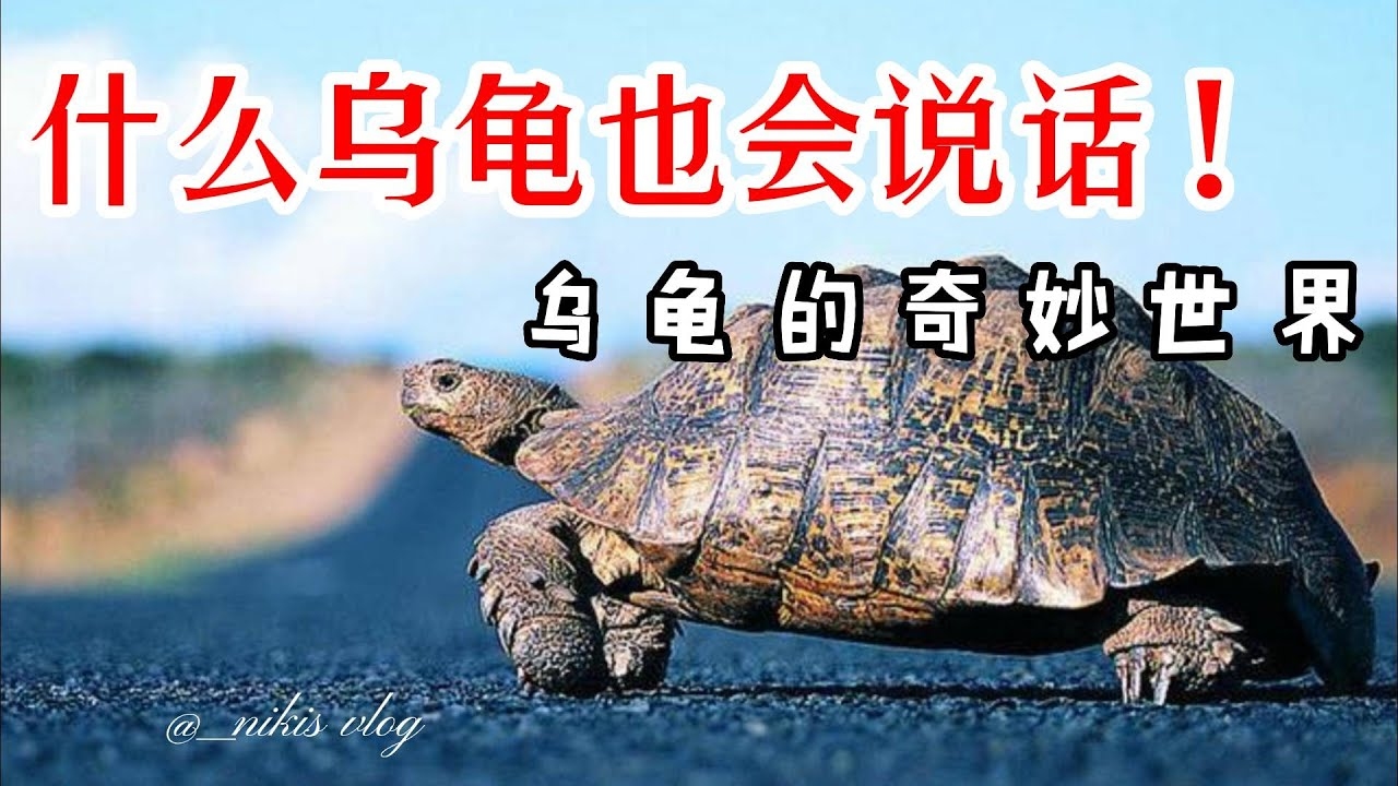 乌龟咬人梦境解析——事业受阻、财运不佳的预警，人际关系需警惕插图