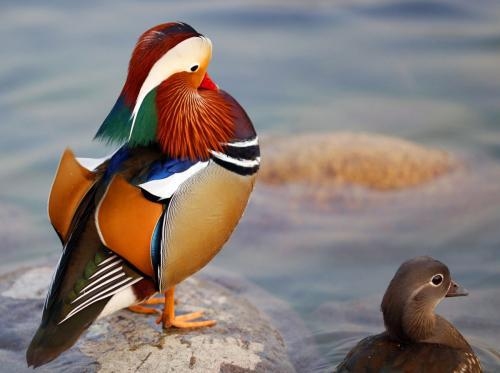 鸳鸯戏水解读生肖之谜，是鸡还是兔？插图