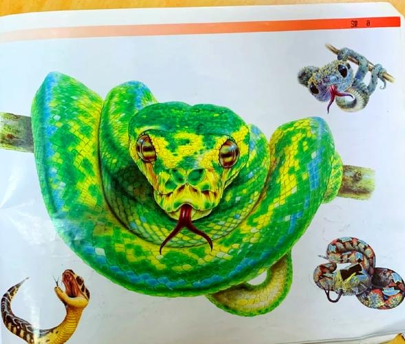 荆棘丛生与生肖之谜插图