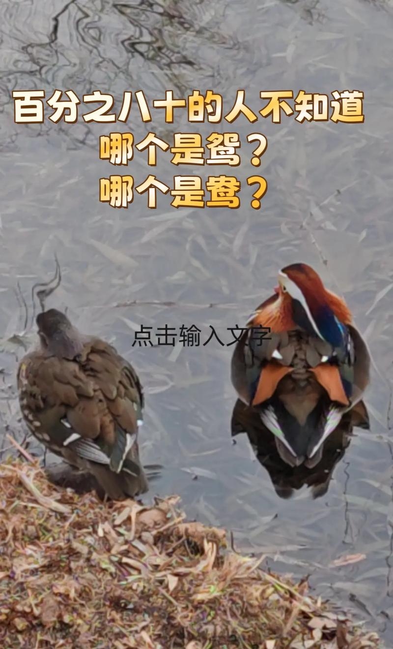 鸳鸯戏水猜一生肖，答案多样引争议。插图
