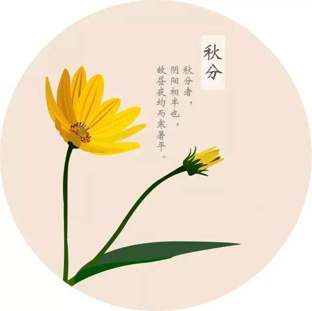 秋分节气 农历八月初九 公历9月23日，定义解释，二十四节气中的第十六个节气，秋季第四个节气。于每年公历9月中旬昼夜平分。插图