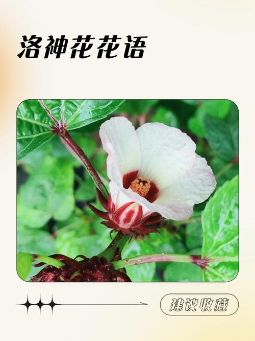 Floria，源自拉丁语，意为花朵的繁荣，展现生机勃勃与美丽独特插图