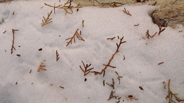 雪泥鸿爪对应的生肖是鸡，源于鸡的脚印与鸿爪相似。插图