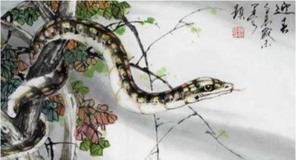 1977年属蛇人的爱情与命运插图