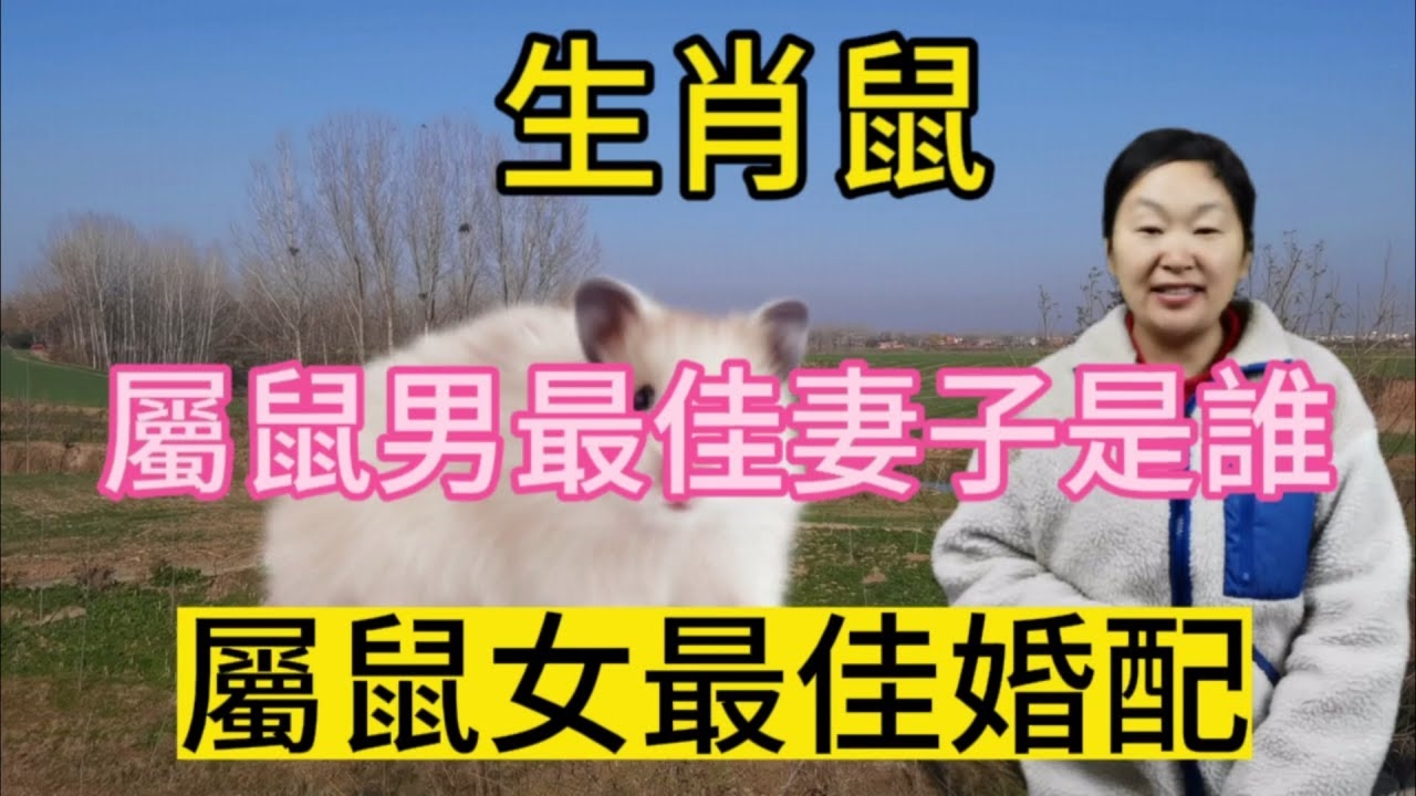 嫌肥挑瘦，最佳生肖揭晓，鼠。插图