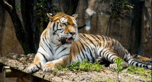 20-30岁属虎人年龄对照表，根据您提供的内容，以下是部分年份出生的属虎人的实际年龄和虚龄年龄，，1926年出生: 今年是周岁98岁或实岁99岁。，出生年份与年龄关系，在一般情况下，出生于该年的属虎人在接下来的岁月中将迎来一定的年龄段。，其他出生年份信息，具体到每年的实际情况可能因个人生日等因素有所不同。例如，生于特定月份的人可能会比一般同龄人多一岁左右的虚龄。，总之，关于具体的年龄数据需结合当前的实际状况进行判断。插图