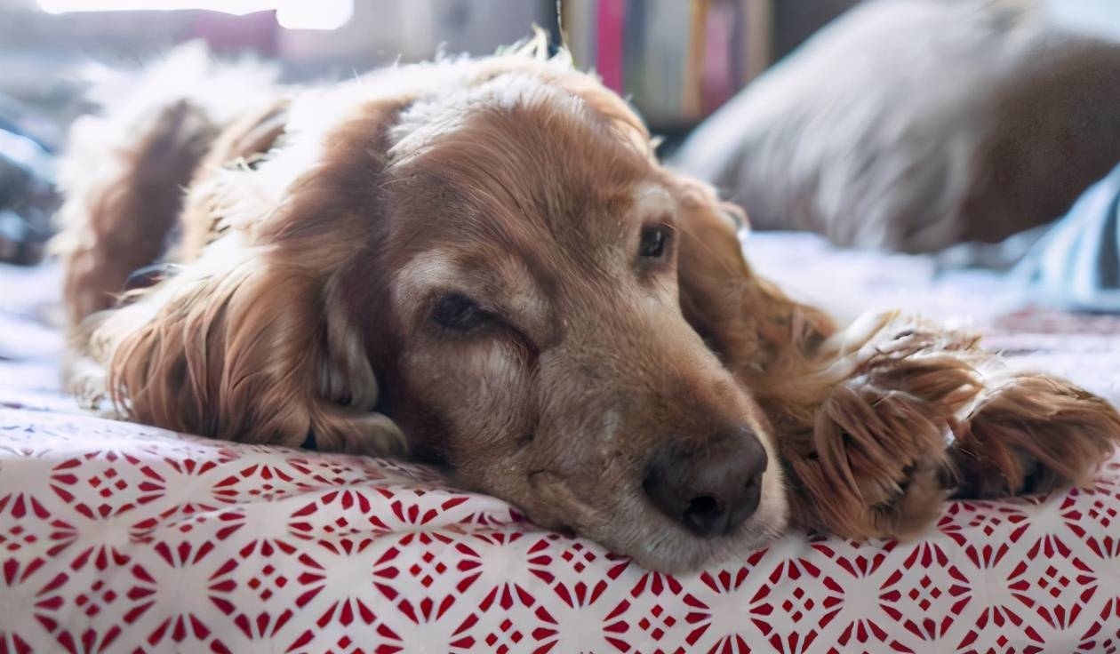 2024年属狗者需谨慎防范的一个人物类型插图 2024年属狗者需谨慎防范的一个人物类型插图