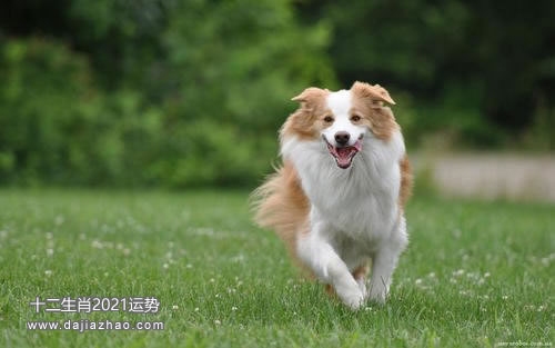 2021年属狗，为何这一年成为人生一个坎？插图