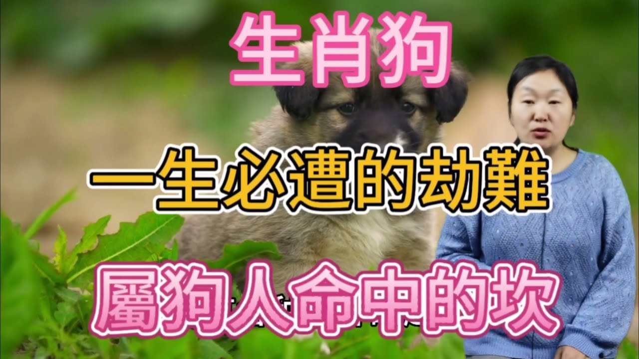 患难与共猜生肖，答案是，狗插图