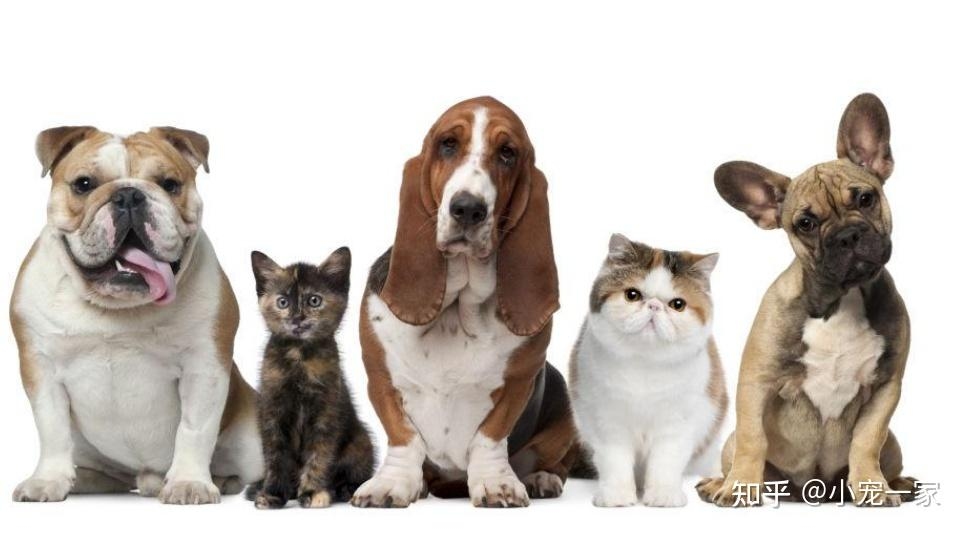 狗狗英文名洋气系列插图