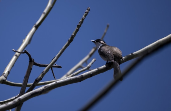 惊弓之鸟生肖鸡插图