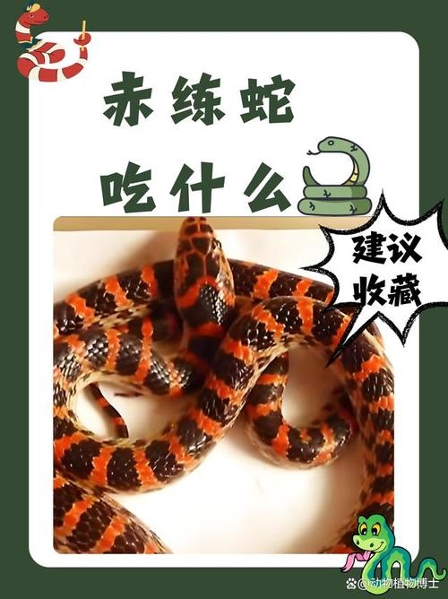 霜露之疾指的是生肖蛇。插图 霜露之疾指的是生肖蛇。插图