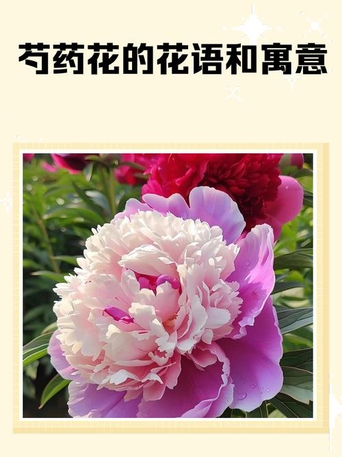 芍药花梦境解析，寓意与吉凶预测插图