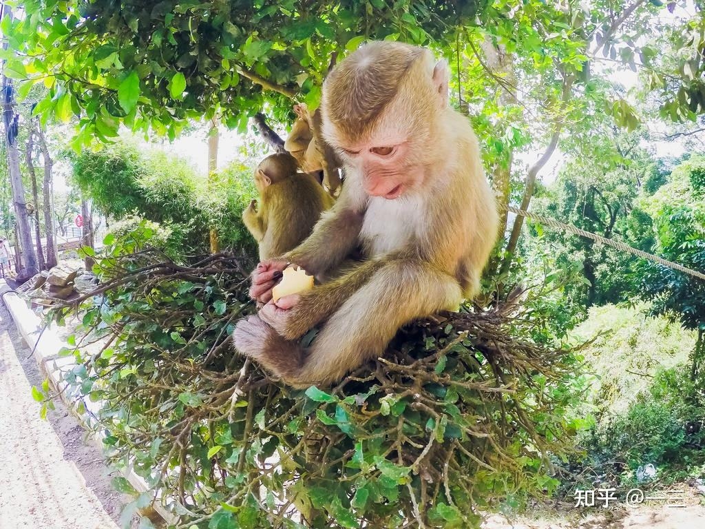 鸟语花香生肖猴插图