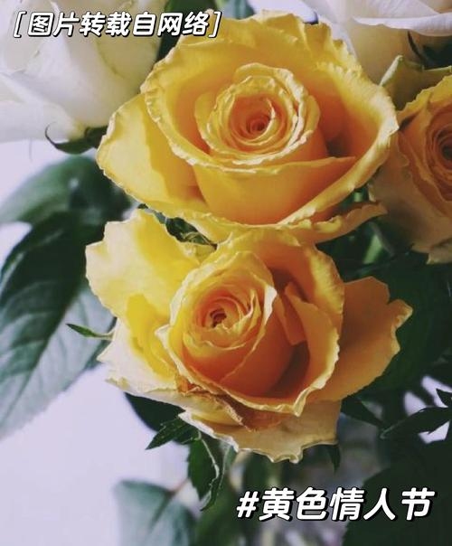 5月14日，玫瑰与黄色情人节。插图