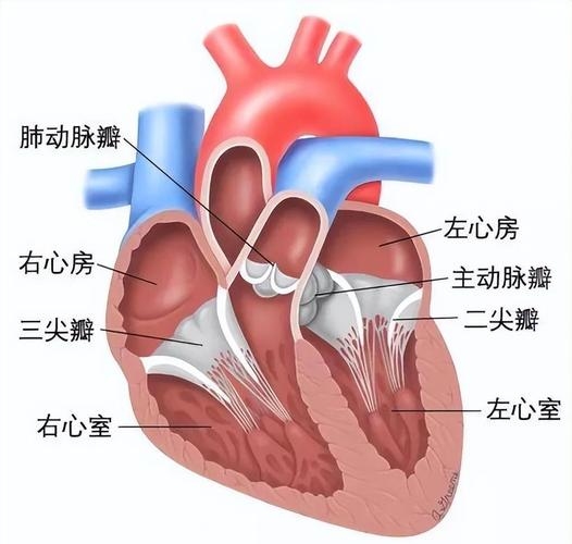 蕊音义解析及结构详解插图