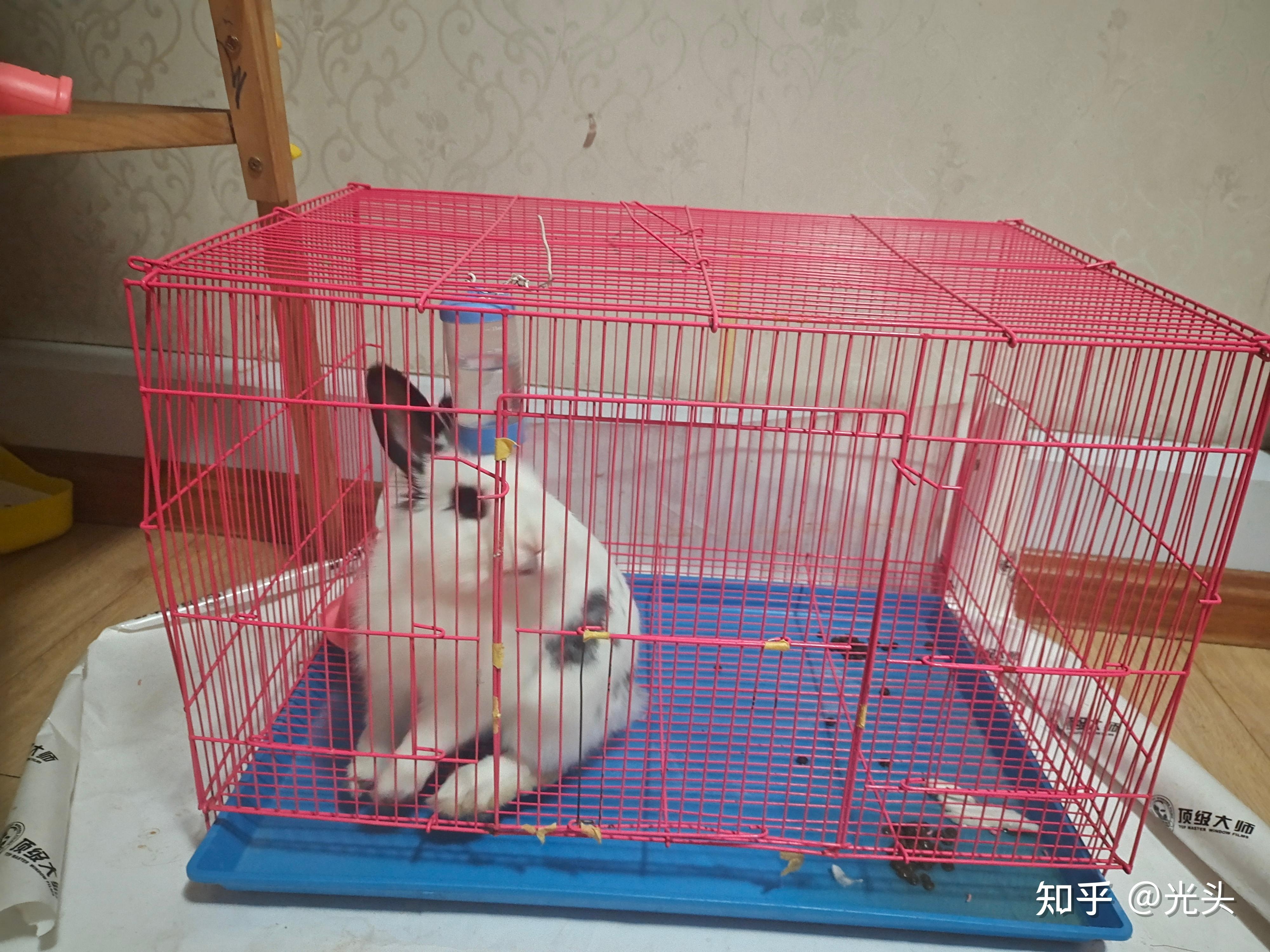 兔子梦境预示家庭幸福与好运来临。，女人梦见兔子的多重寓意解读。插图