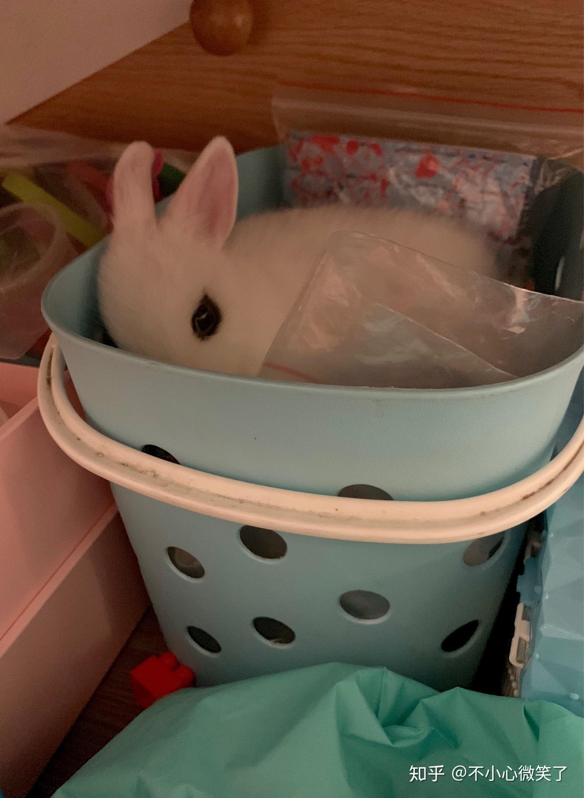 兔子名字大全，常见可爱的兔子名称，包括小巴、小白、果冻等，还可结合外观特点或品种如捷克、玛奇兔等来起名。插图