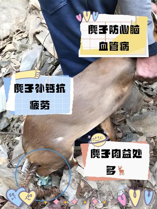 麂子入梦寓意深解析插图