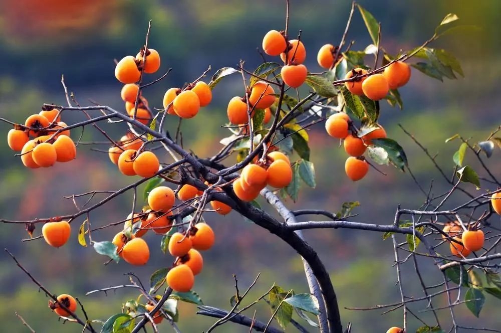 柿子树梦境解析，渴望成功与等待时机，高度概括了文章内容，突出了梦见柿子树的寓意和象征意义。插图