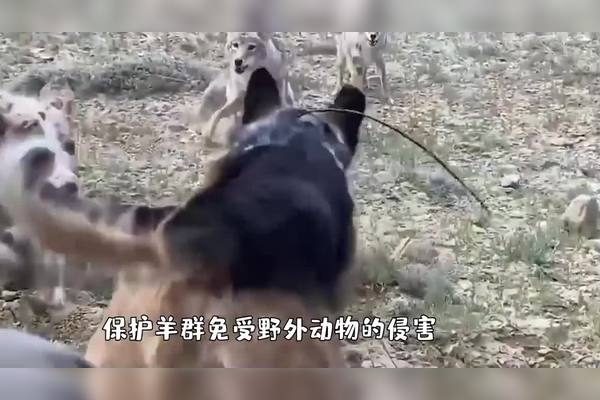 狼子野心猜生肖，答案有狗虎蛇之争，狗的忠诚与狼的特质，虎的凶猛和野心，或是蛇的阴险狡猾？插图