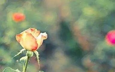 狮子座男人爱情保鲜期插图