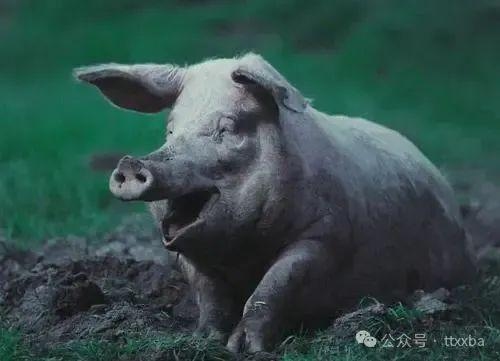 瞎子摸象揭示生肖之谜，是鼠、狗还是猪？插图