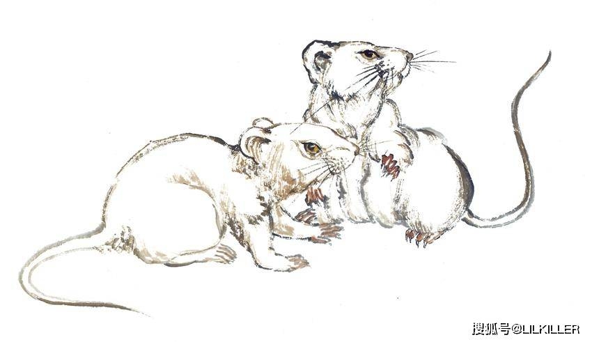 夜不能寐与生肖鼠紧密相关，基于其夜间活动的特性。插图