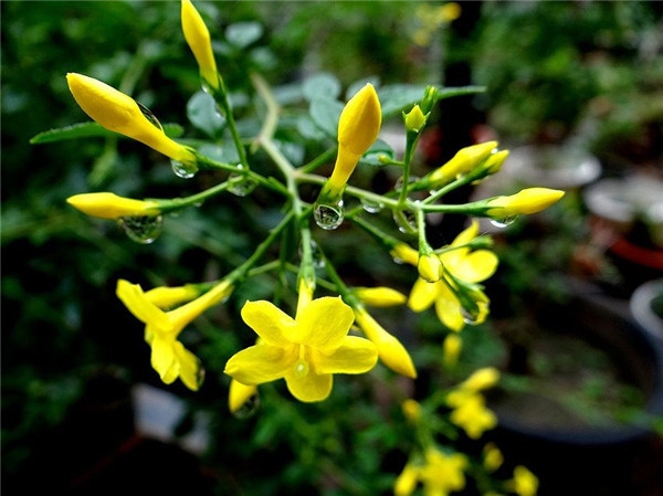 迎春花重瓣品种名称插图 迎春花重瓣品种名称插图