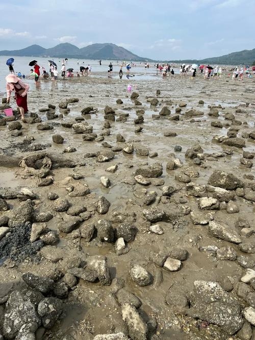 阳江海陵岛赶海热门地点插图