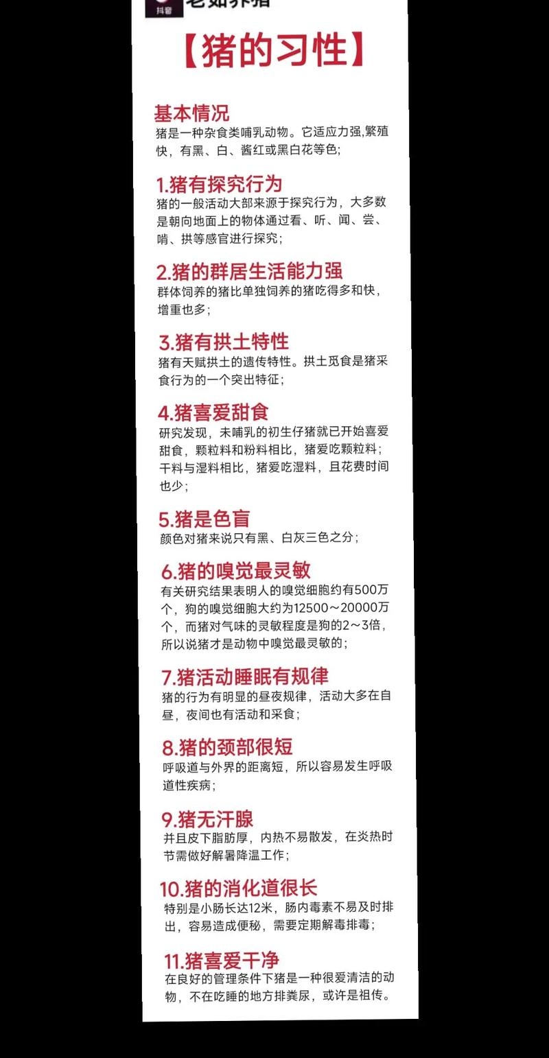 一生只以食为天，生肖猪的独特生活习性解读。插图