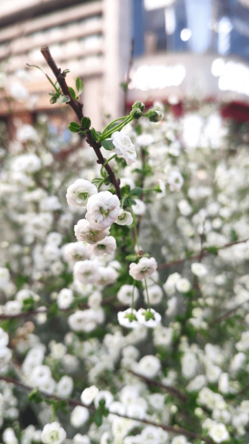 优雅花语网名推荐插图